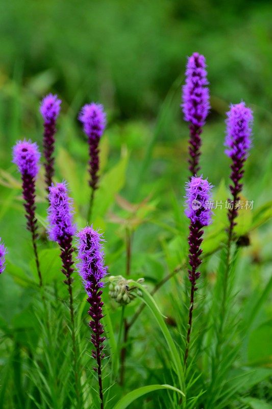 Liatris pycnostachya /炽星